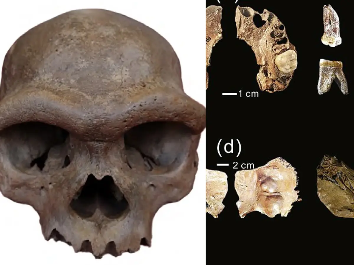 Fat head humans and Dragon Man roamed the same China region 150,000 years ago