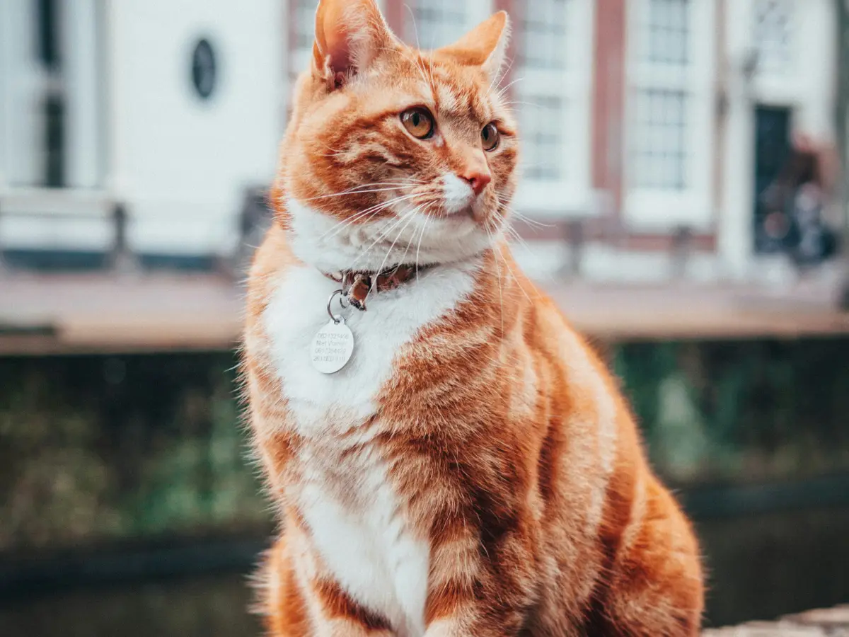 UK dad asks court to ban neighbour's two cats from pooping in his garden, says his mental health has been hit UK dad asks court to ban neighbour's two cats from pooping in his garden, says his mental health has been hit