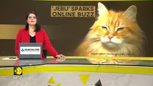 Bangladesh: Tarique Rahman's pet cat Jebu accompanies him home