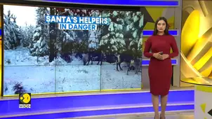 Arctic Reindeer at Risk: Climate and Other Dangers 