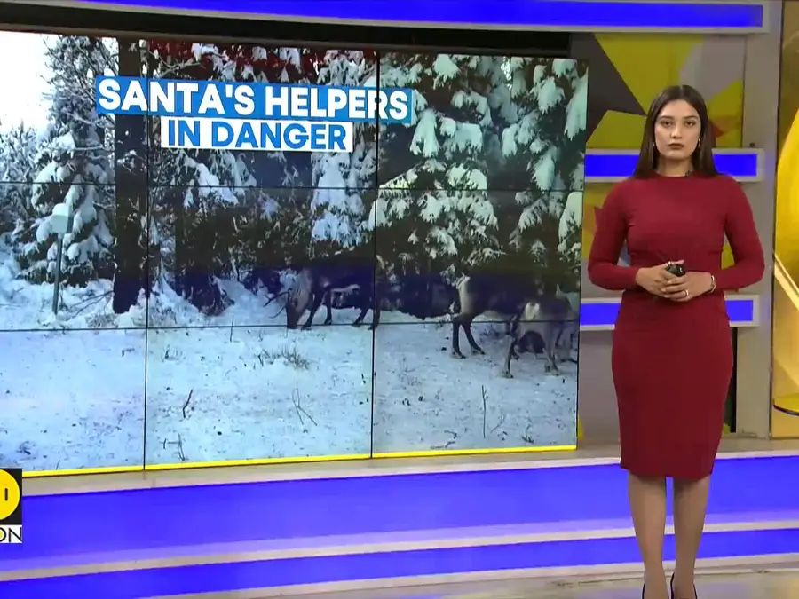 Arctic Reindeer at Risk: Climate and Other Dangers 