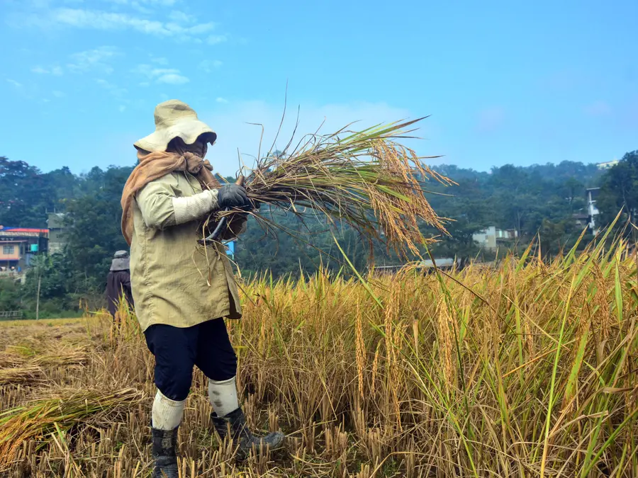 Despite political tensions, Indian rice remains Bangladesh’s best bet