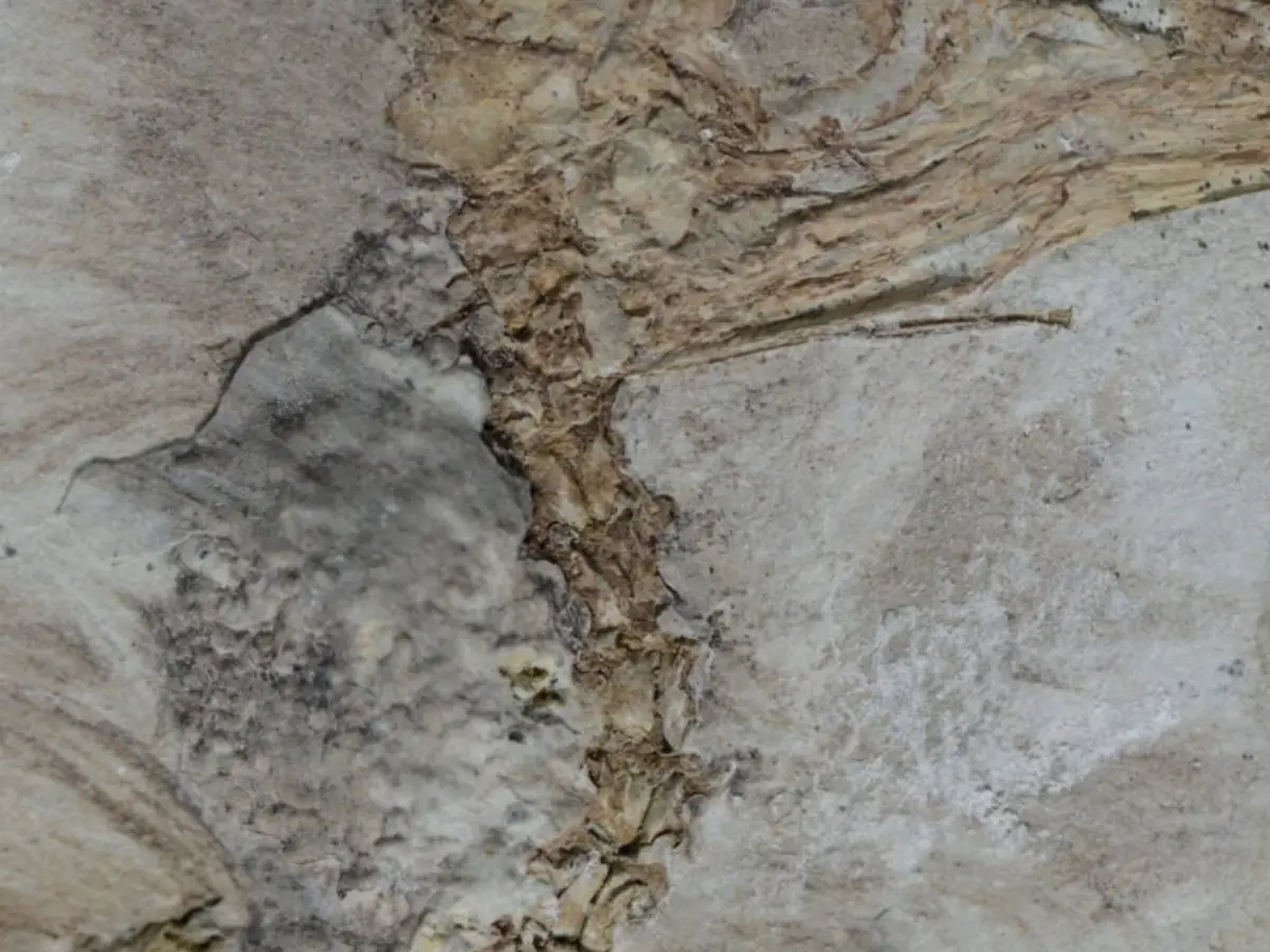 Ancient Bird Found with 800 Stones in Throat