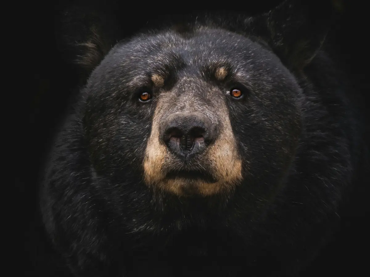 550-pound bear under California home sparks legal dispute