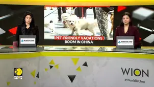 China’s Service Sector Shines as Holidaymakers Embrace Pet Travel and Bespoke Adventures