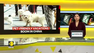 Pet-Friendly Travel Searches In China Surge 200%