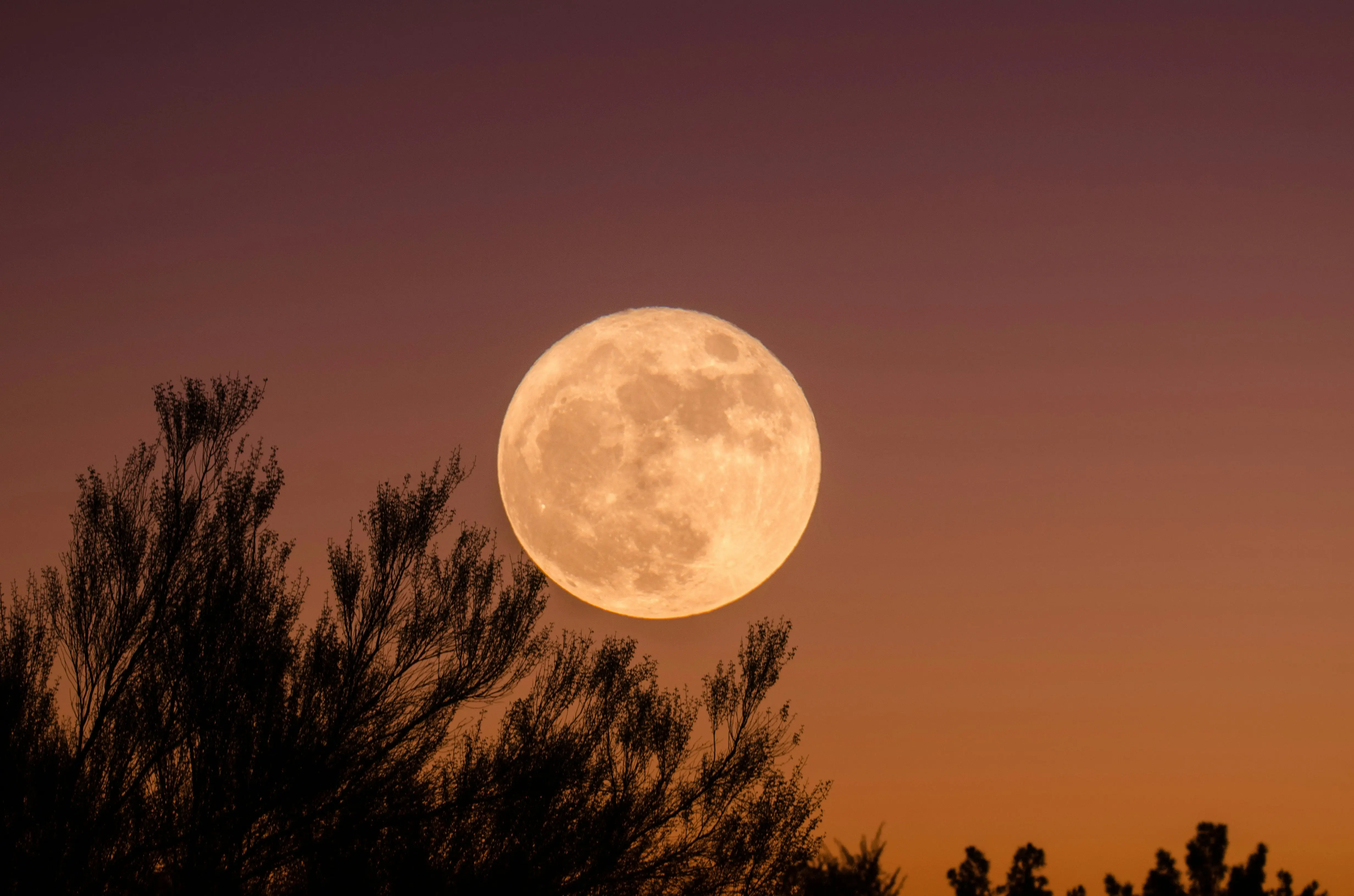 January 2026 Wolf Supermoon: What time is it and where to see it in India? Details inside
