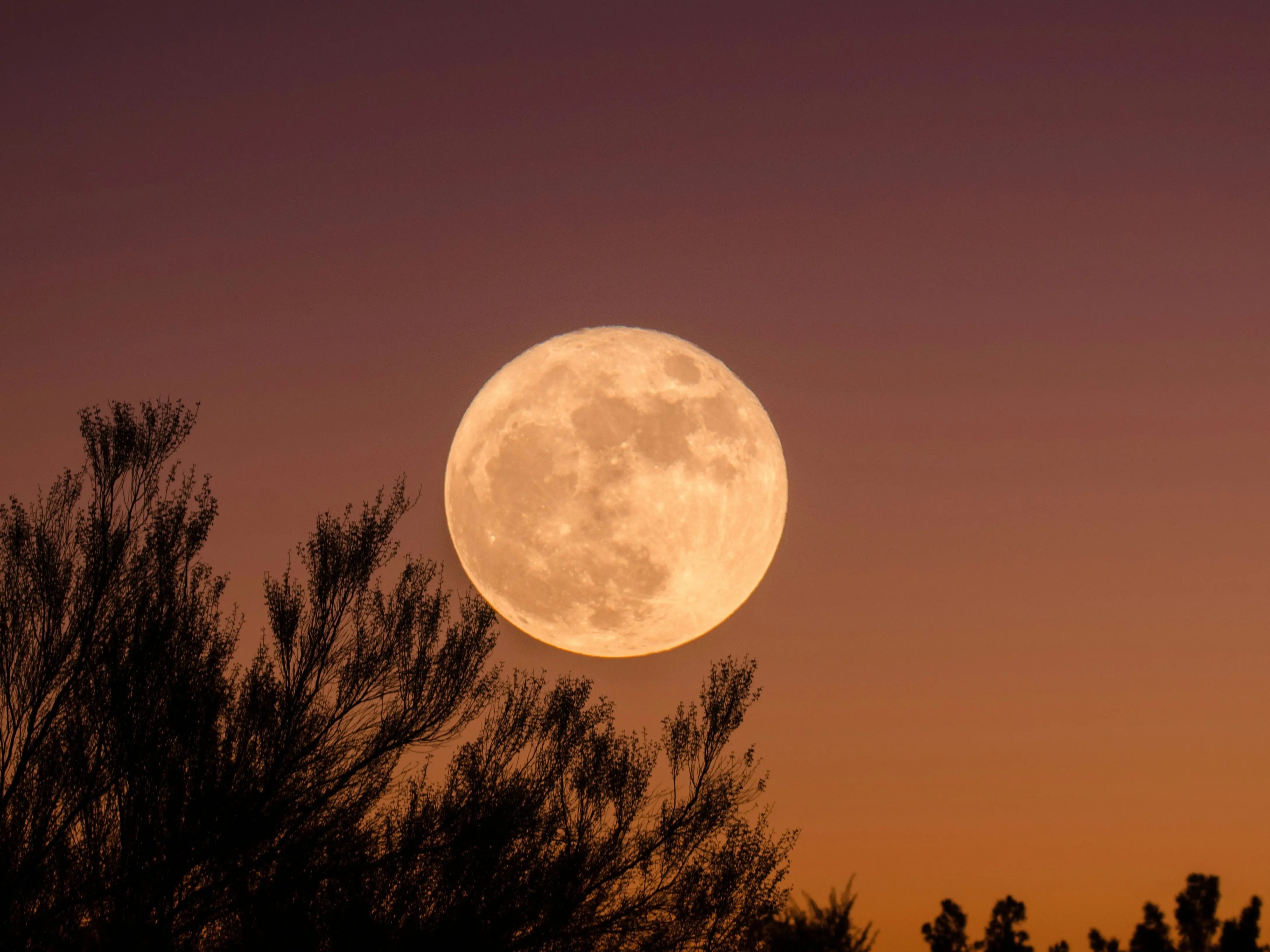 January 2026 Wolf Supermoon: What time is it and where to see it in India? Details inside January 2026 Wolf Supermoon: What time is it and where to see it in India? Details inside