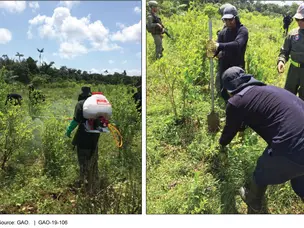 'Venezuela's neighbour': This country has made coca cultivation legal and its President was himself a farmer of it once