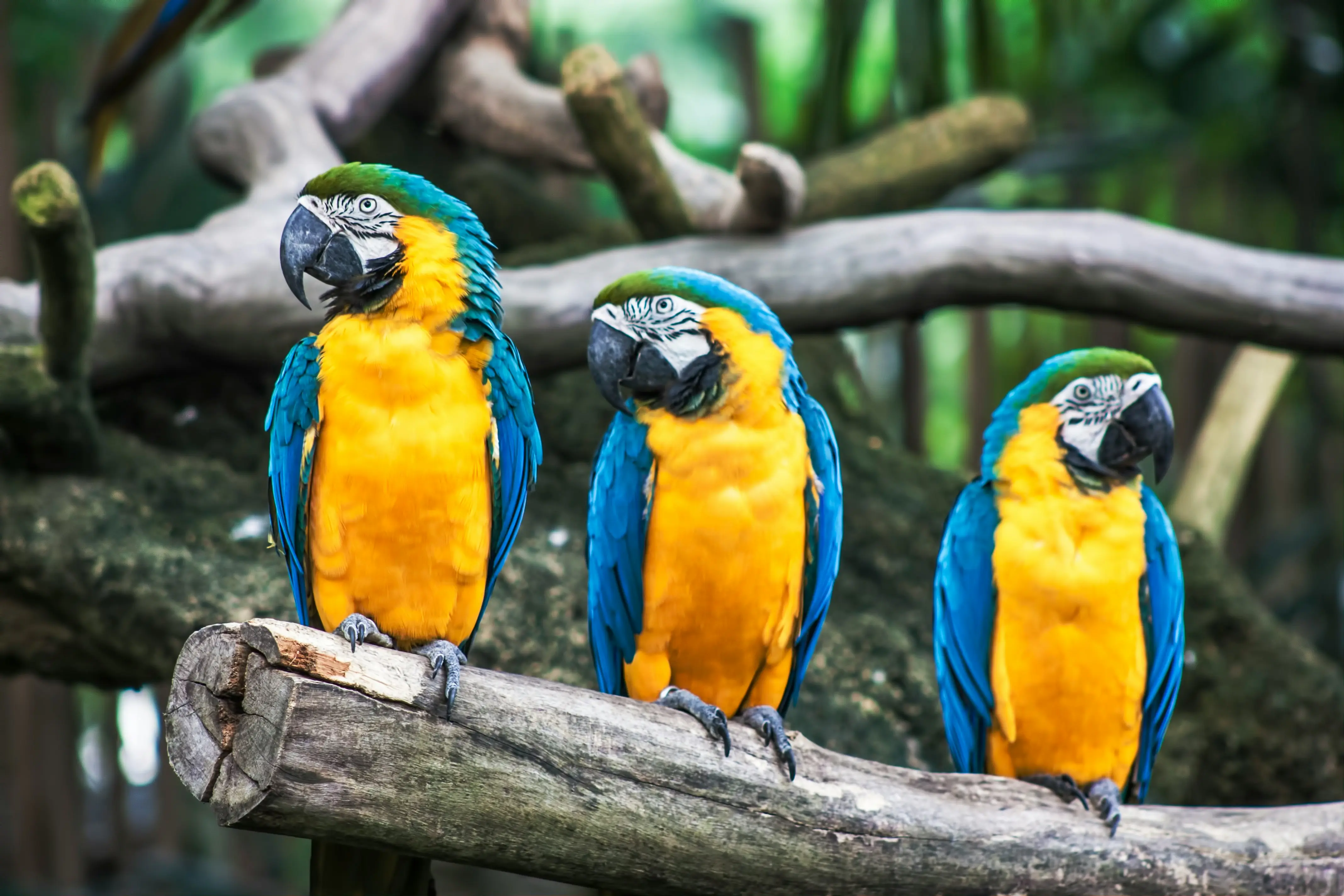 Why National Bird Day 2026 matters: History, significance and more — All you need to know