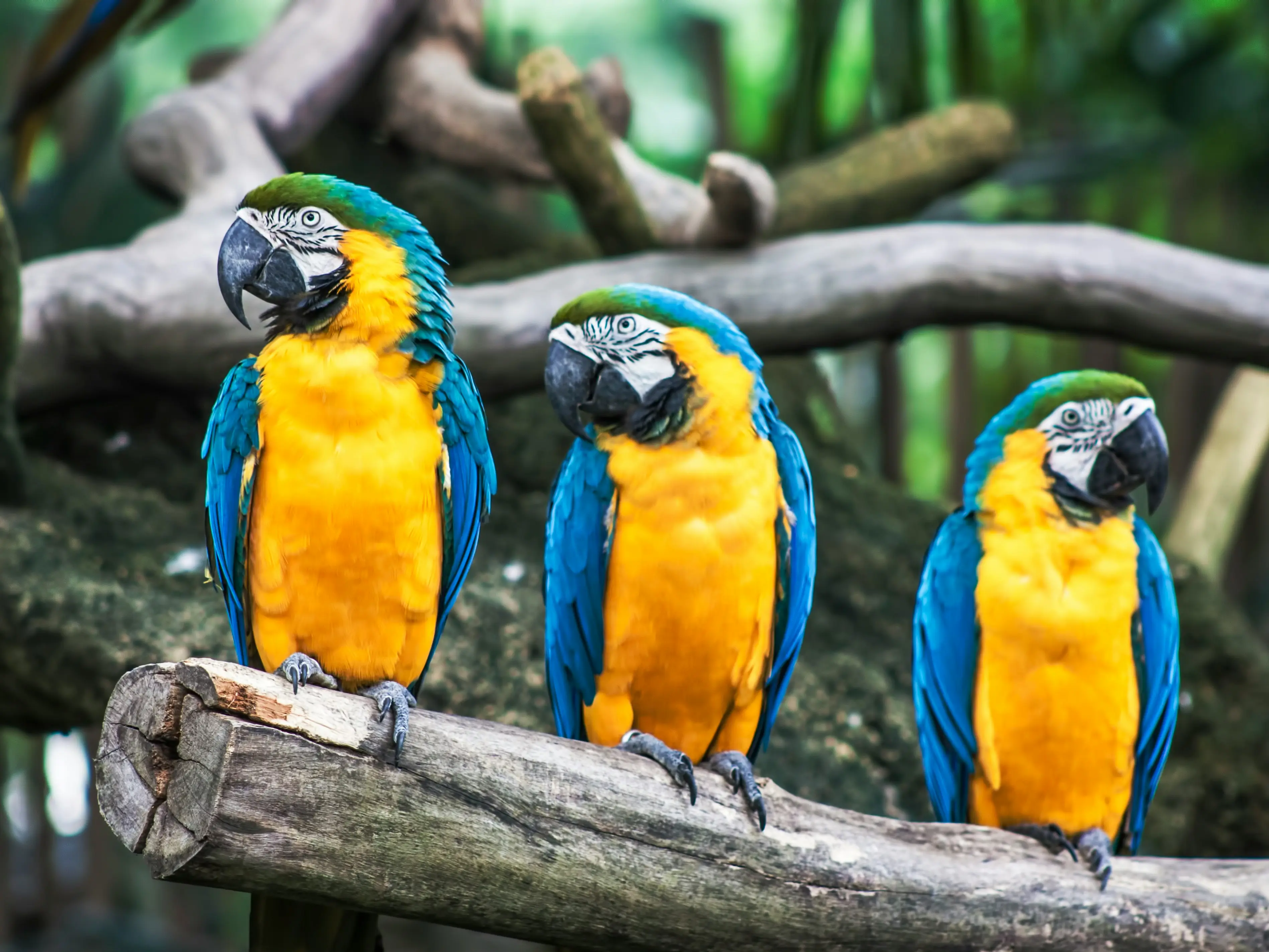 Why National Bird Day 2026 matters: History, significance and more — All you need to know Why National Bird Day 2026 matters: History, significance and more — All you need to know