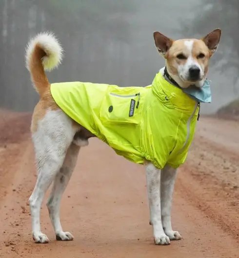 Meet Aloka: Indian stray dog joins Buddhist Monks on epic peace walk across the US