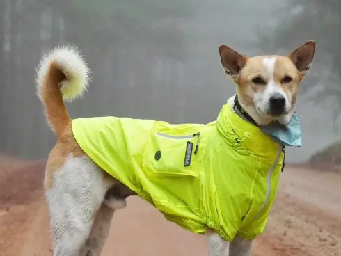Meet Aloka: Indian stray dog joins Buddhist Monks on epic peace walk across the US Meet Aloka: Indian stray dog joins Buddhist Monks on epic peace walk across the US