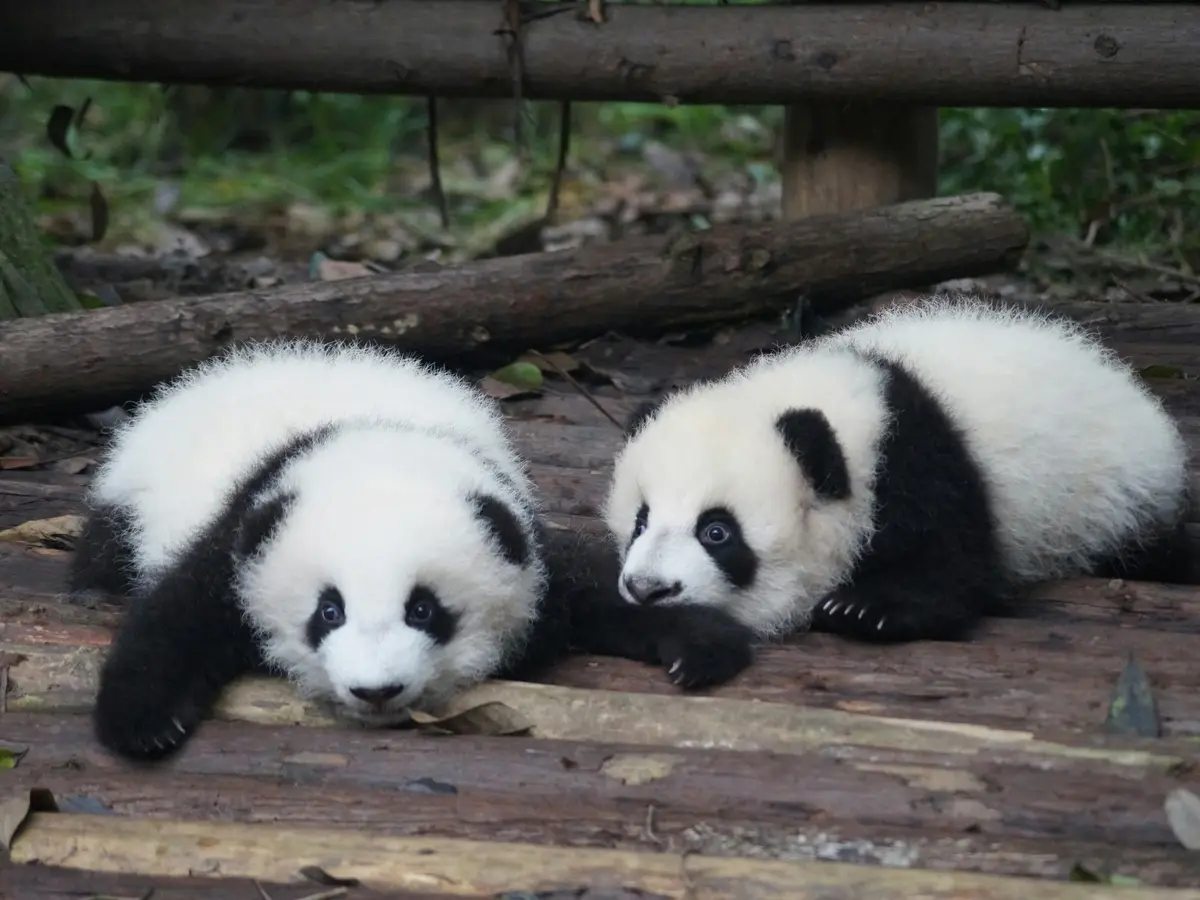 Japanese Zoo Staff Dress as Pandas