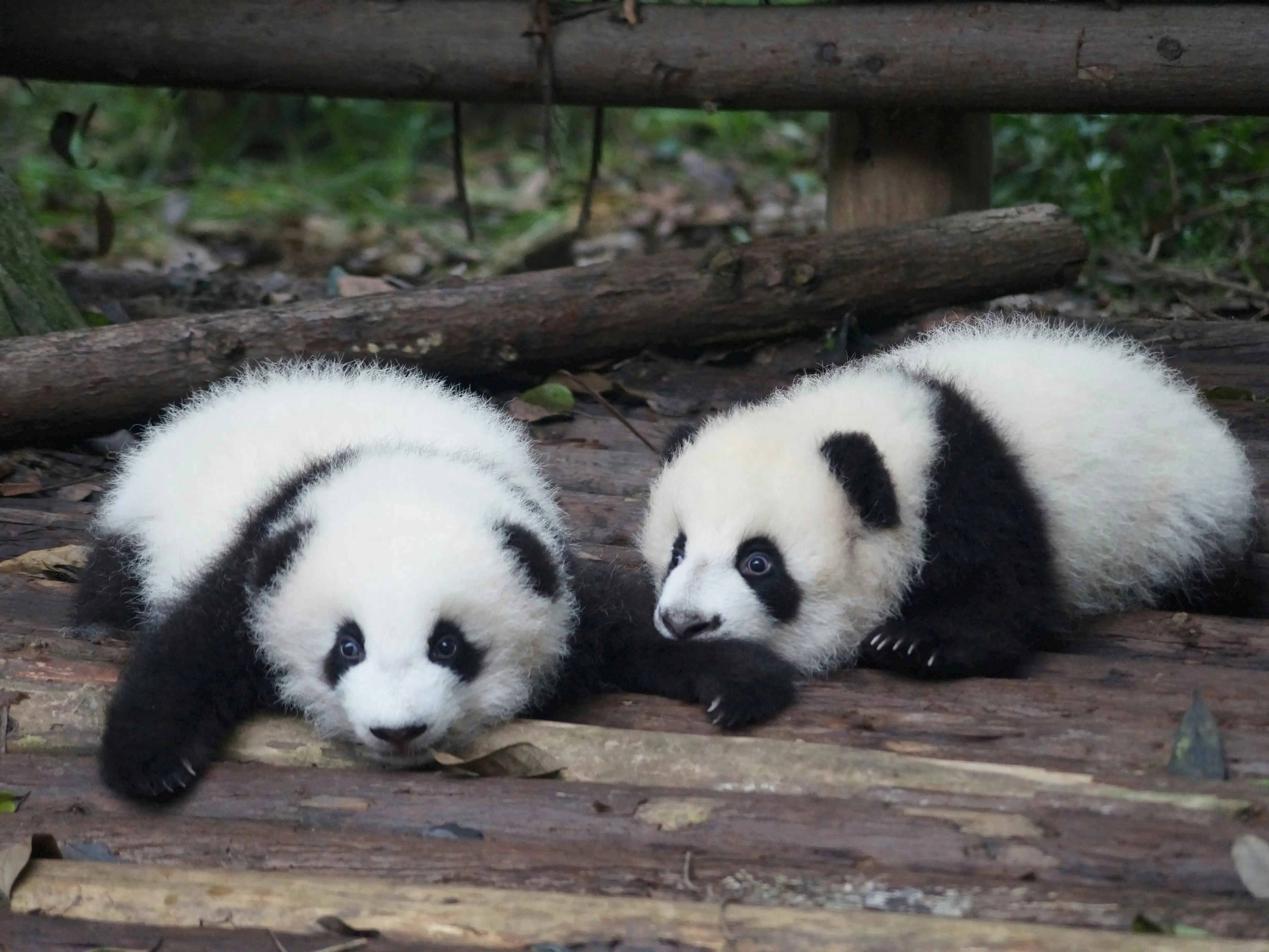 Japan will soon lose all its pandas for first time in 50 years. This zoo's bizarre solution is going viral Japan will soon lose all its pandas for first time in 50 years. This zoo's bizarre solution is going viral