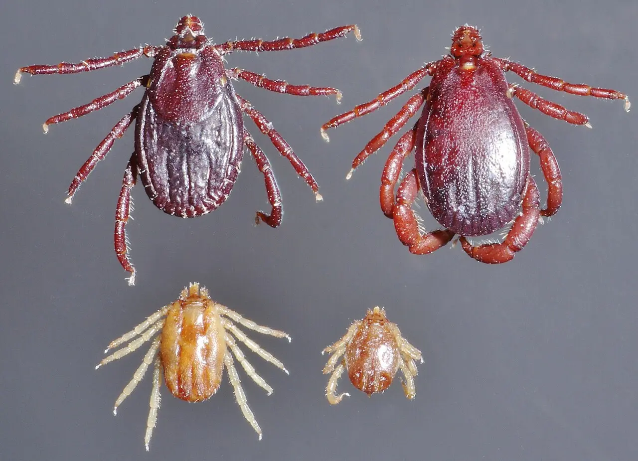 Invisible but found everywhere: How climate change is making mites, ticks bigger threat to human health