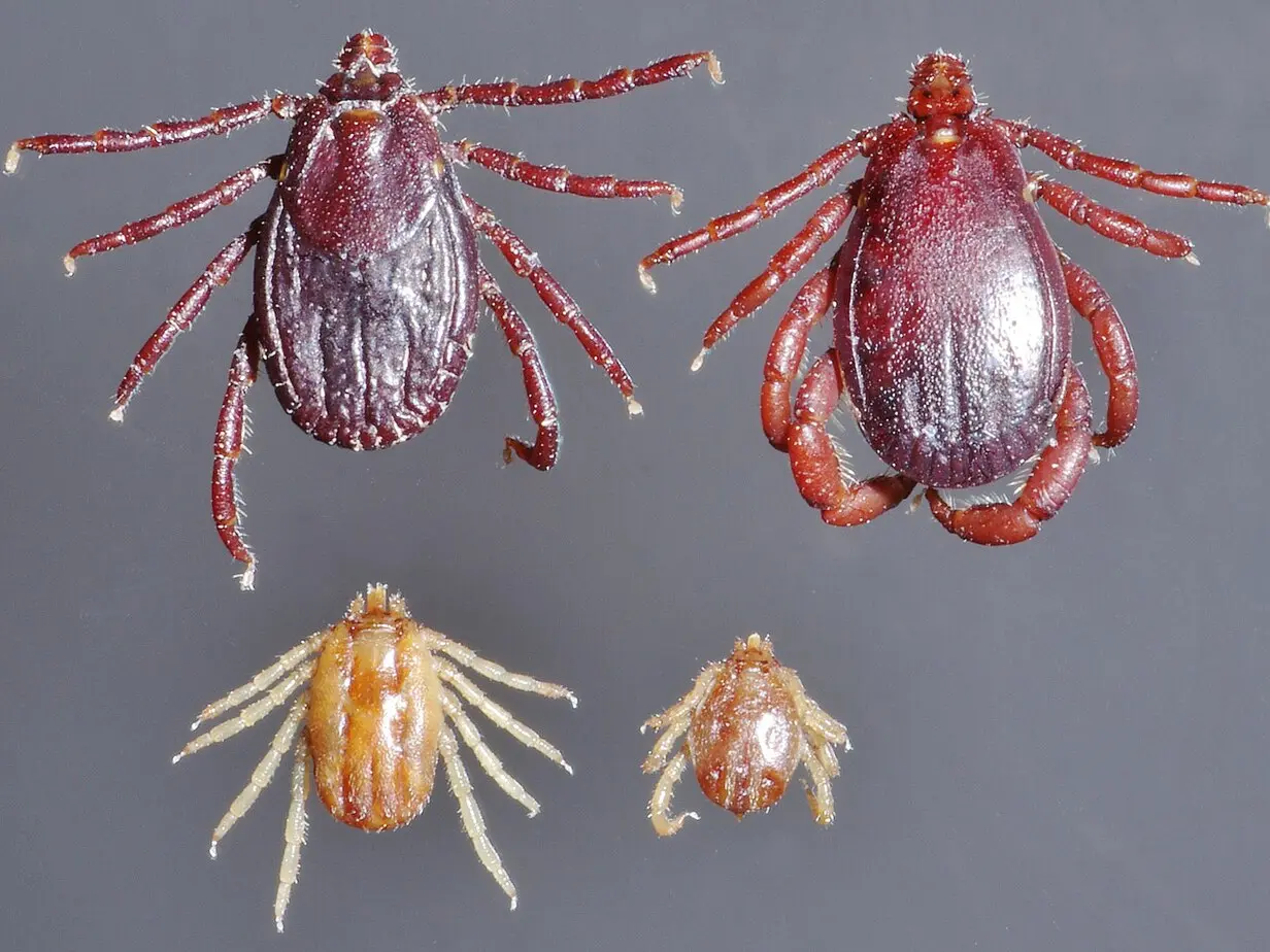 Invisible but found everywhere: How climate change is making mites, ticks bigger threat to human health Invisible but found everywhere: How climate change is making mites, ticks bigger threat to human health