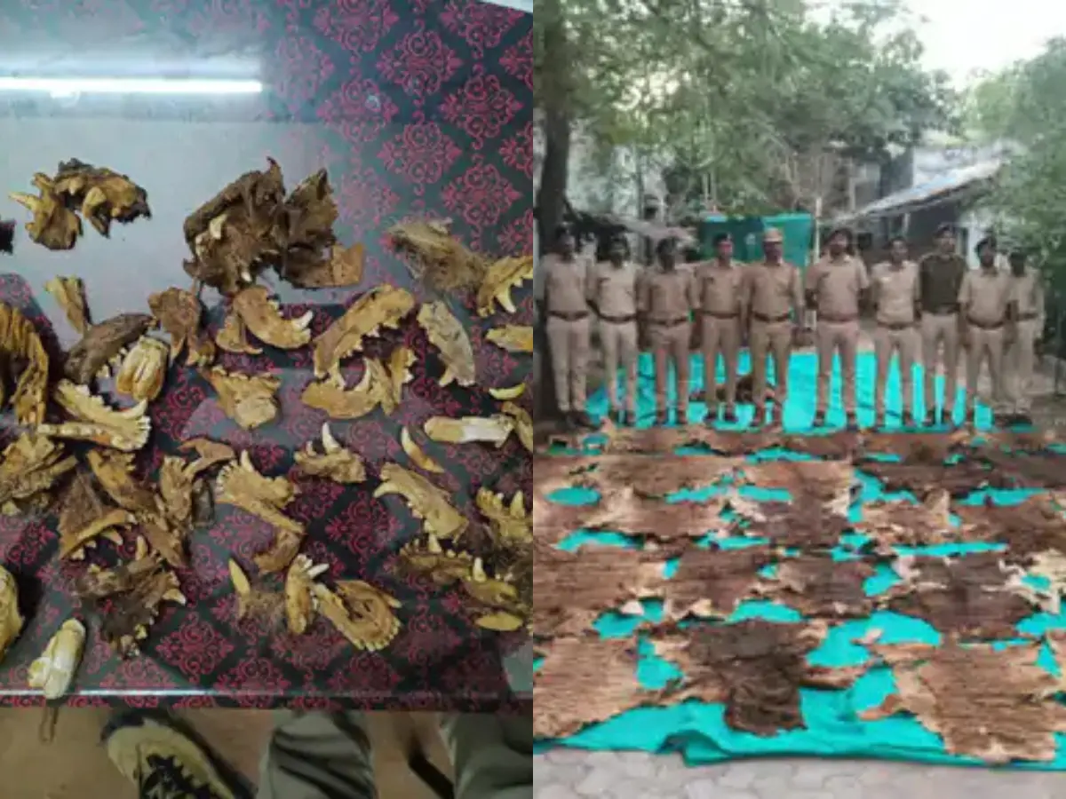 Temple restoration reveals suspected tiger skins, claws in Gujarat