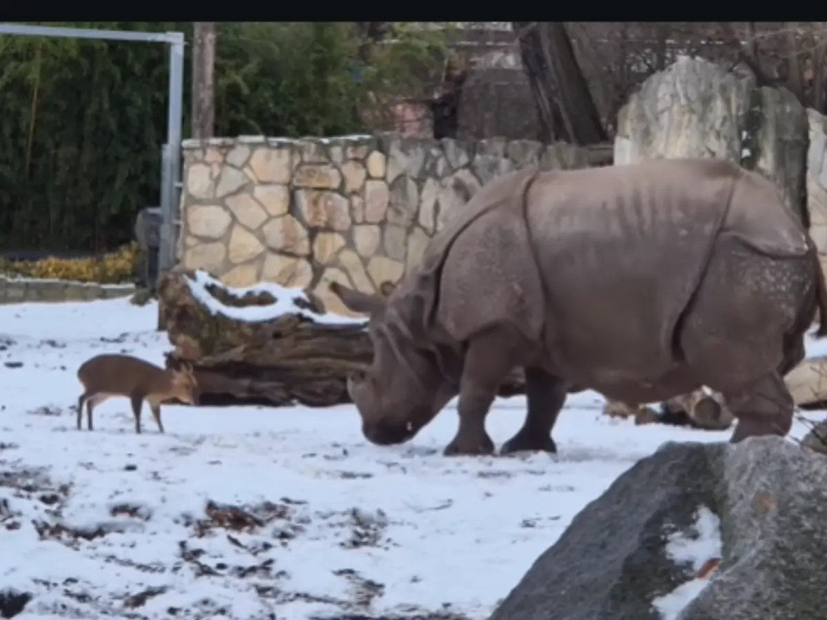 22kg deer butts heads with 2,000kg rhino at Polish zoo. See who won | VIDEO