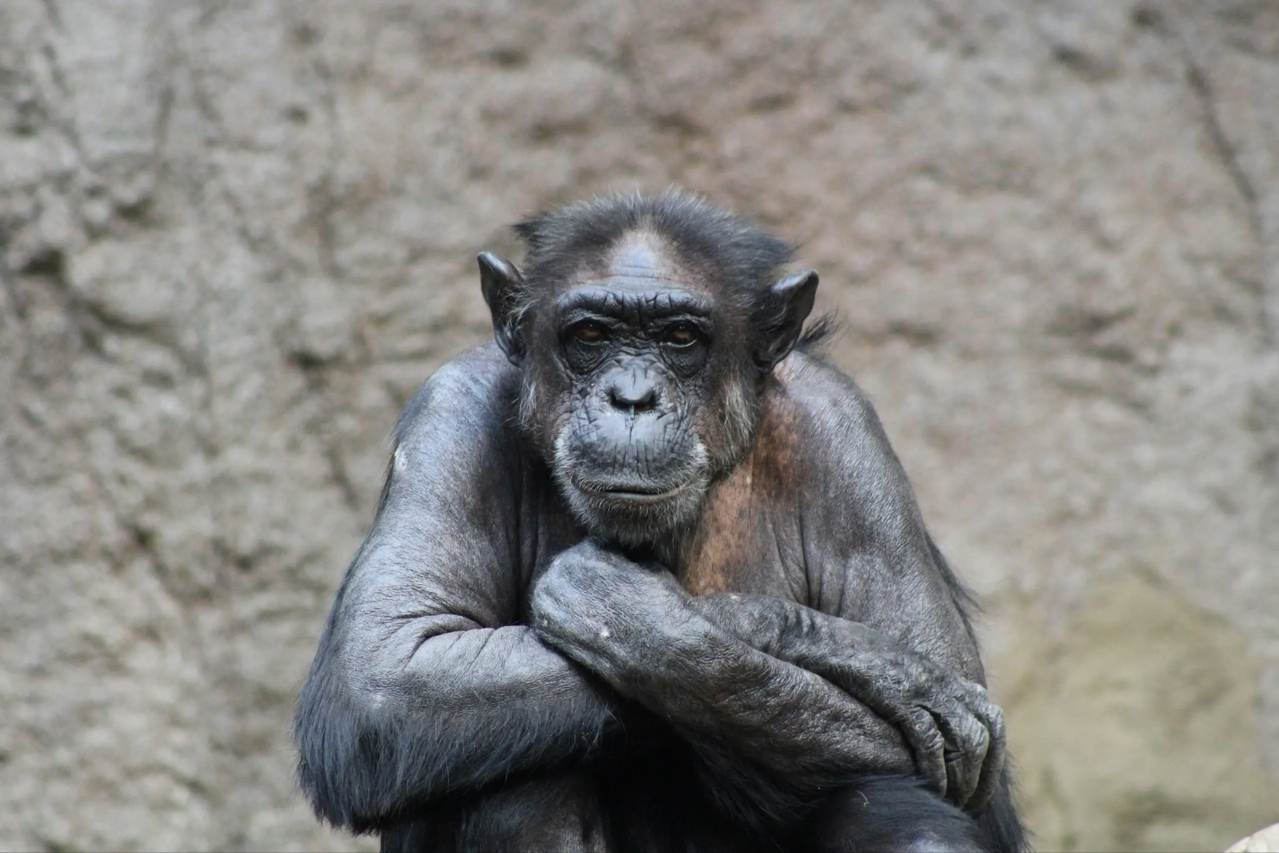 Ai, chimpanzee, who could read and identify colours, dies at 49 in Japan