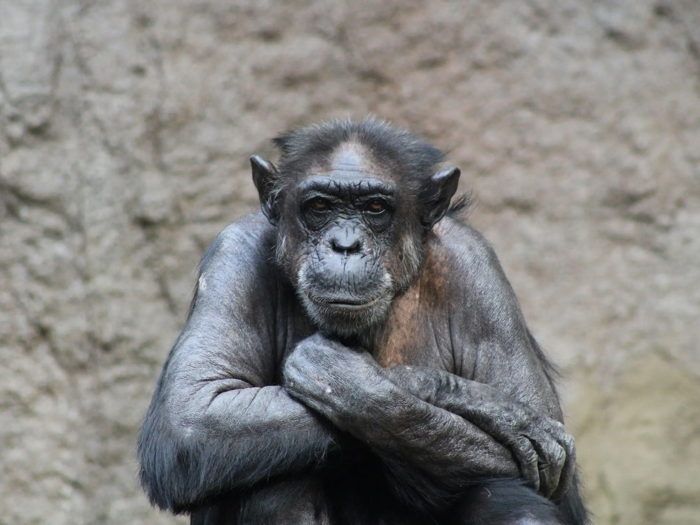 Ai, chimpanzee, who could read and identify colours, dies at 49 in Japan Ai, chimpanzee, who could read and identify colours, dies at 49 in Japan
