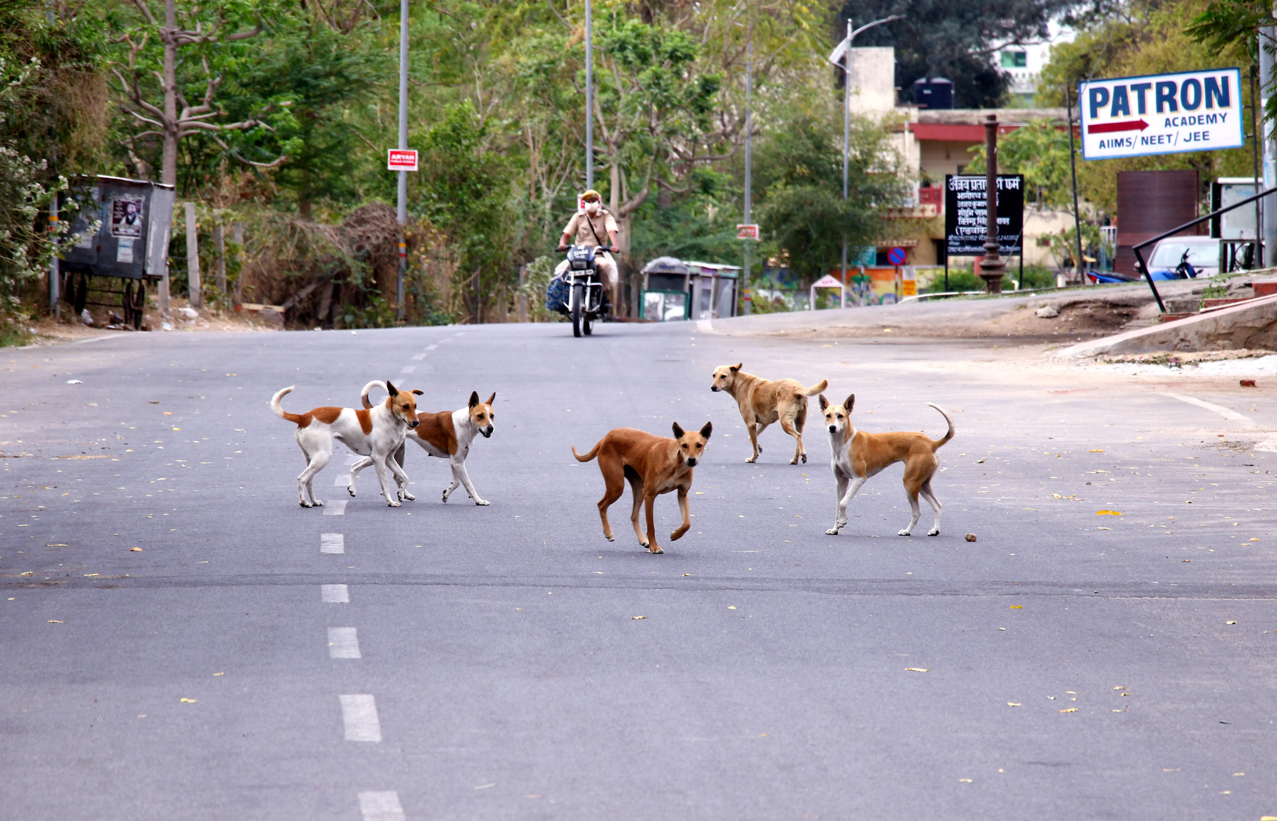 One tenth of village dog population wiped out, 300 strays killed in Telangana; FIR filed against Shayampet sarpanch