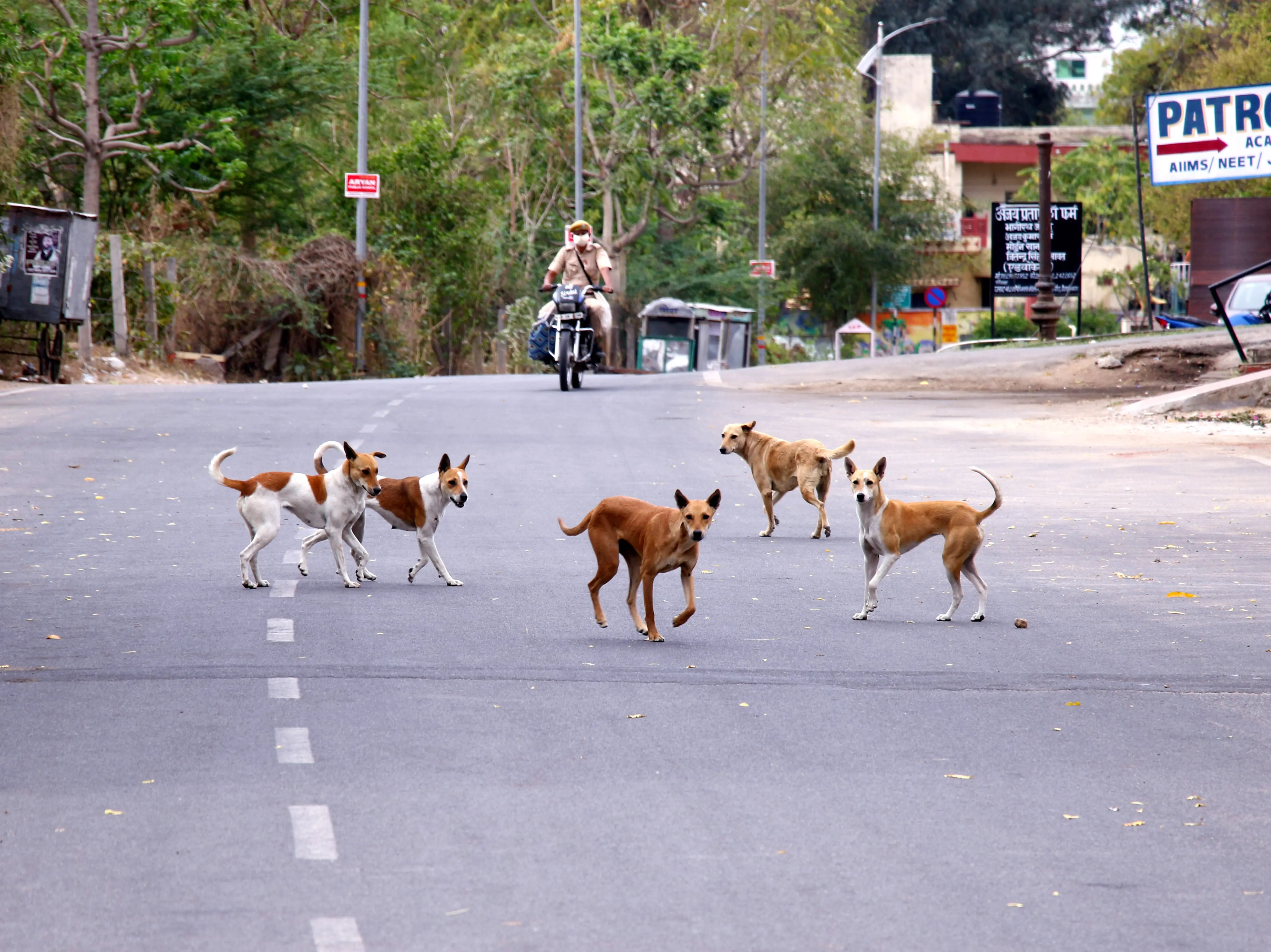 One tenth of village dog population wiped out, 300 strays killed in Telangana; FIR filed against Shayampet sarpanch One tenth of village dog population wiped out, 300 strays killed in Telangana; FIR filed against Shayampet sarpanch