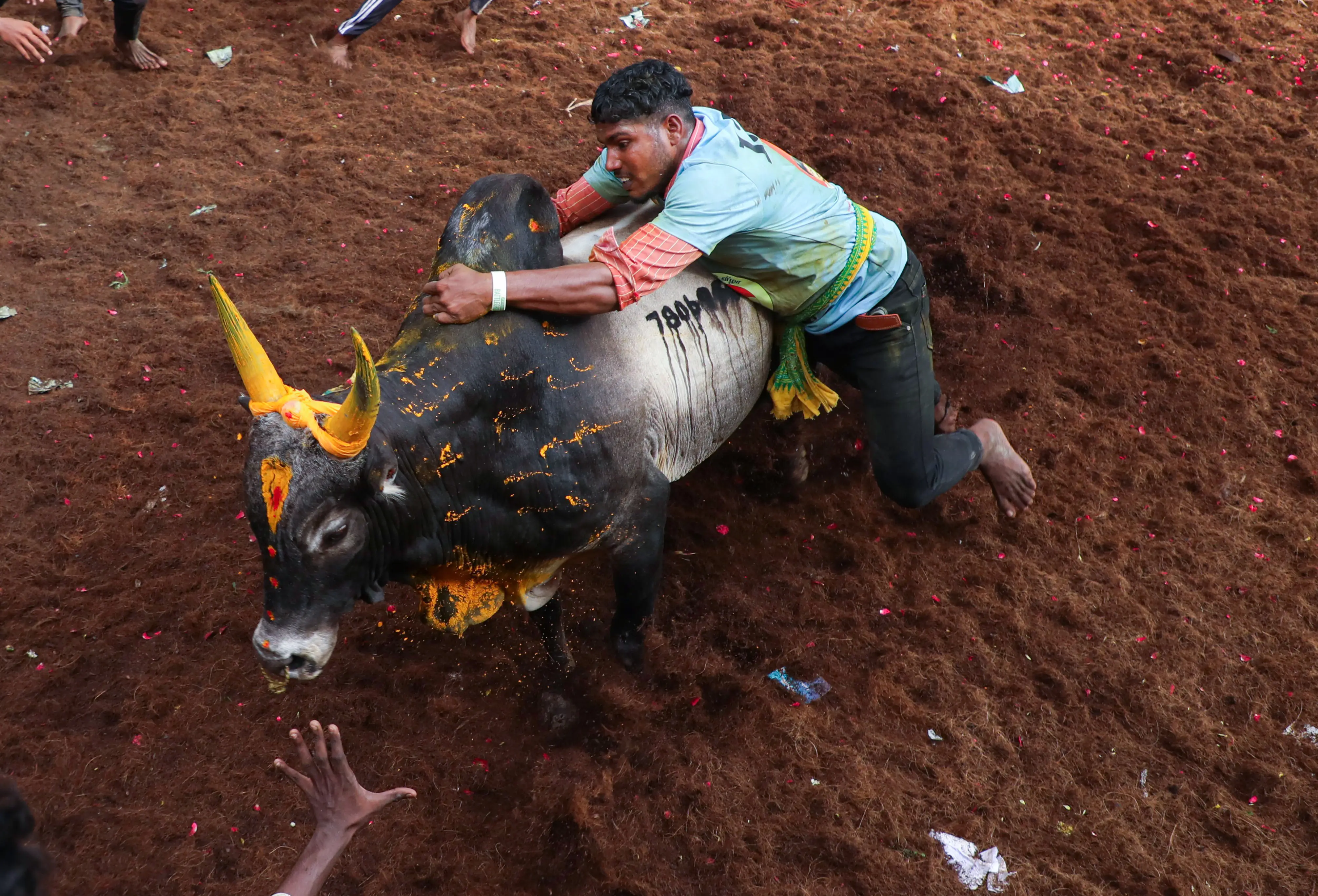 Jallikattu explained: history, Supreme Court ban and how the bull-taming sport is played in 2026