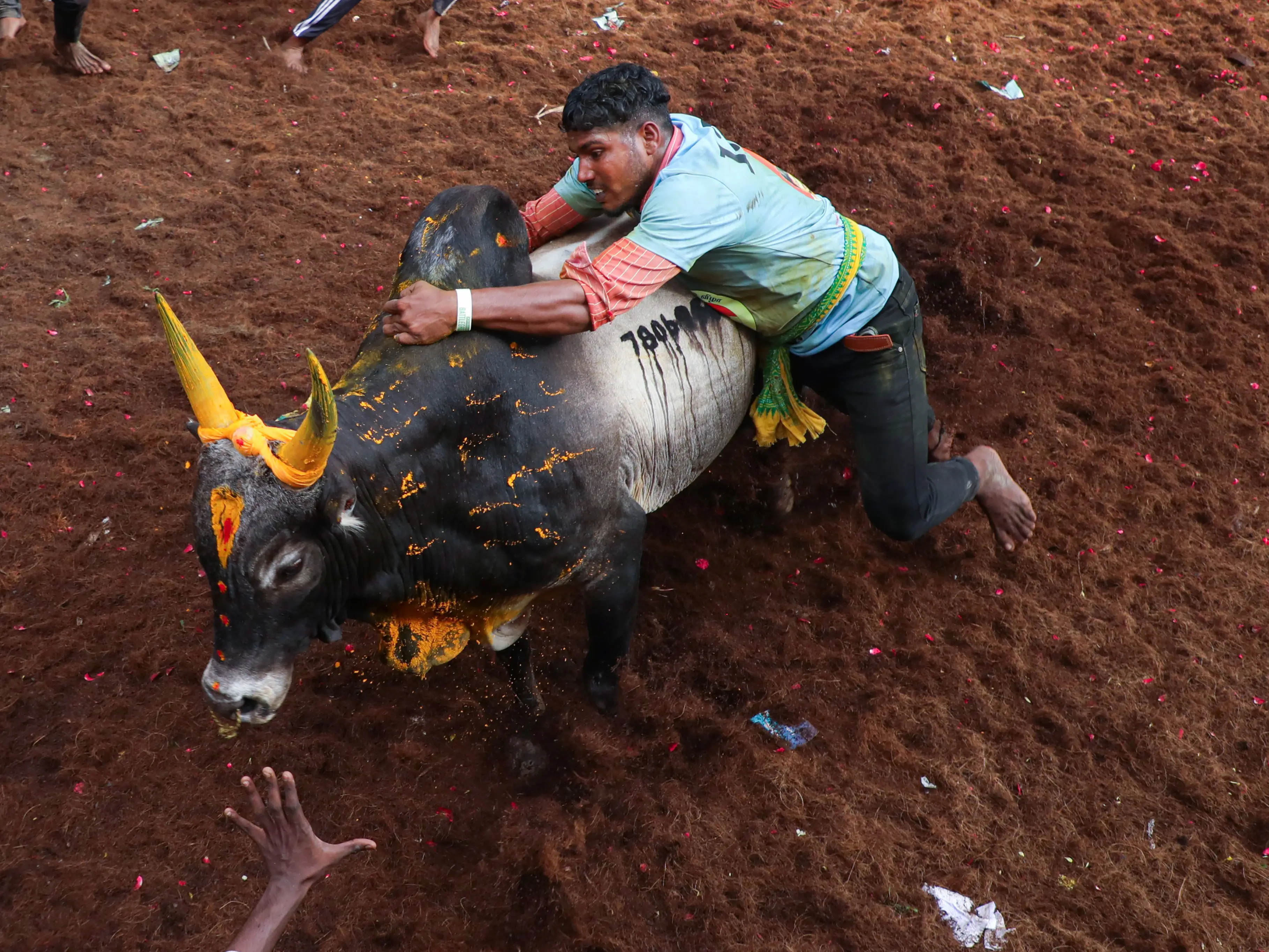 Jallikattu explained: history, Supreme Court ban and how the bull-taming sport is played in 2026 Jallikattu explained: history, Supreme Court ban and how the bull-taming sport is played in 2026