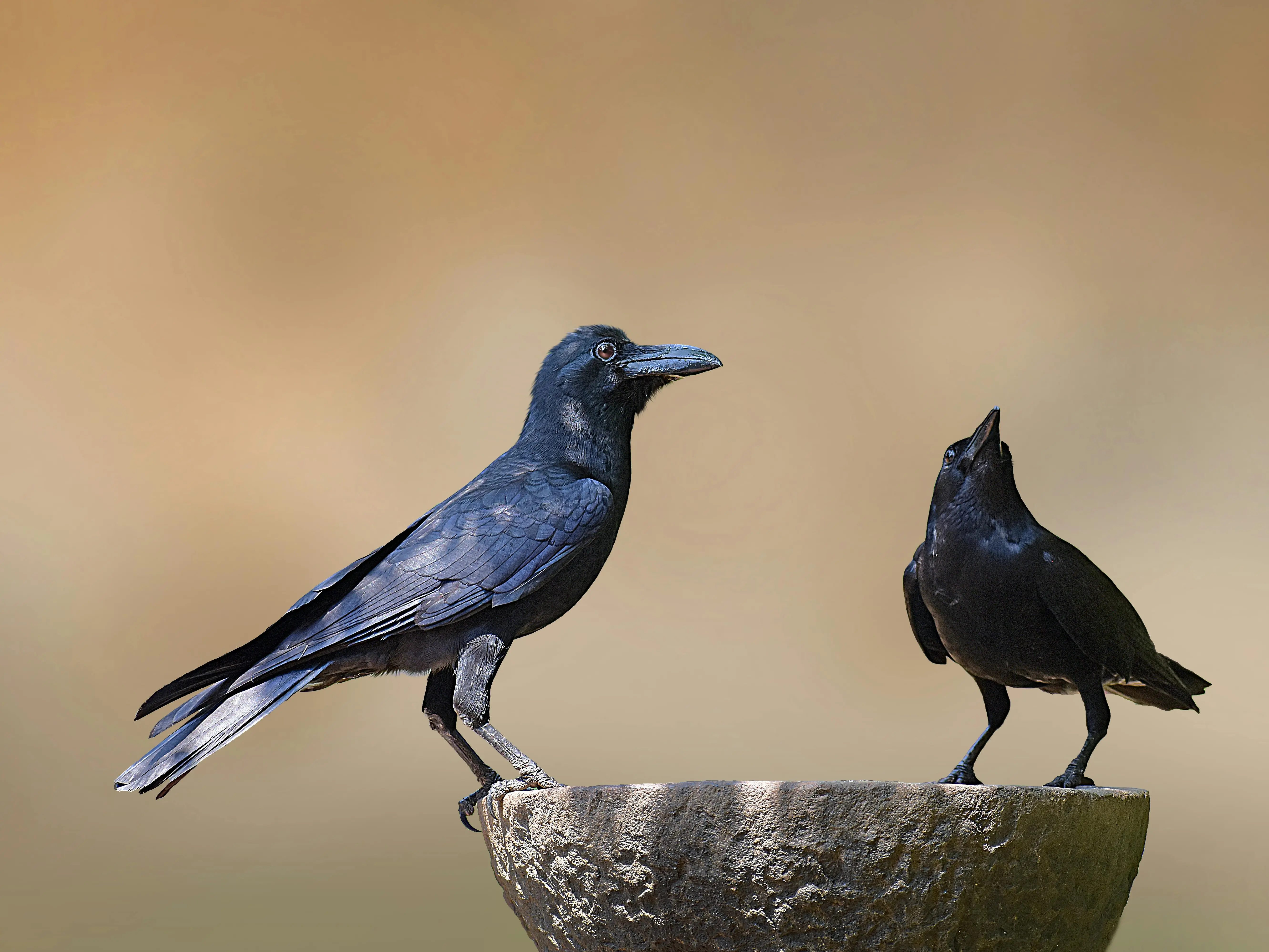 Kerala confirms bird flu after crow deaths; no report of outbreak Kerala confirms bird flu after crow deaths; no report of outbreak
