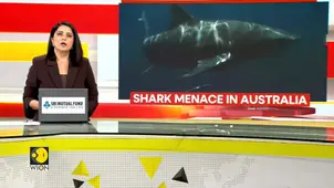 Australia Reports Four Shark Attacks in 48 Hours, Drones Deployed