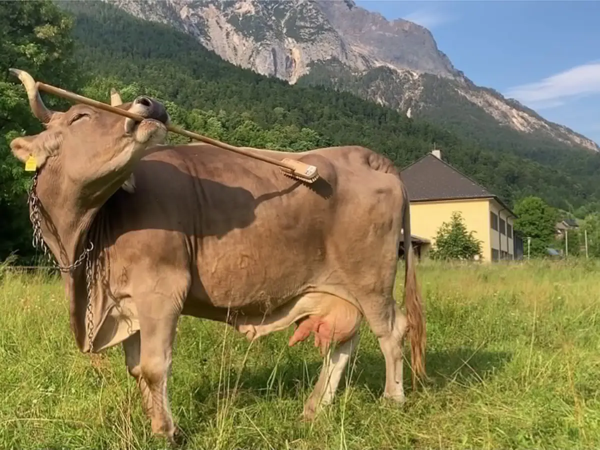 Meet Veronika the cow, who can fit a brush in her mouth to SCRATCH THAT ITCH