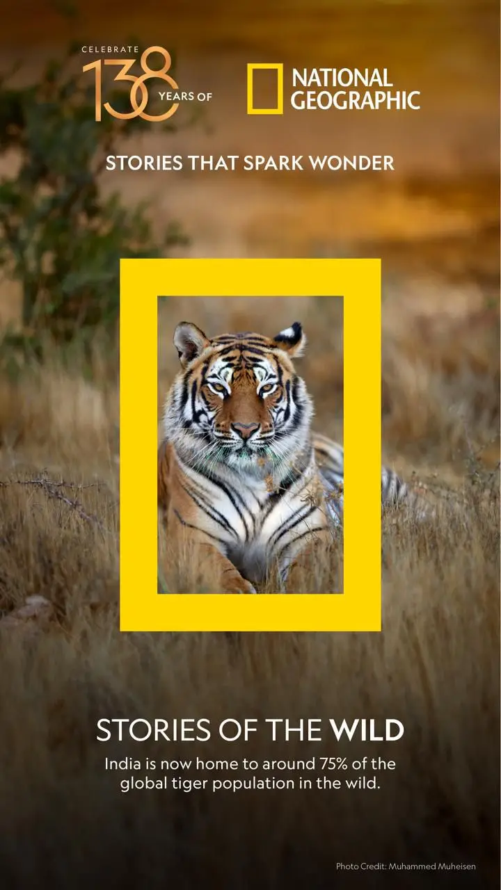 National Geographic’s 138-year legacy in must-watch shows: Cheetahs Up Close to Ocean with David Attenborough