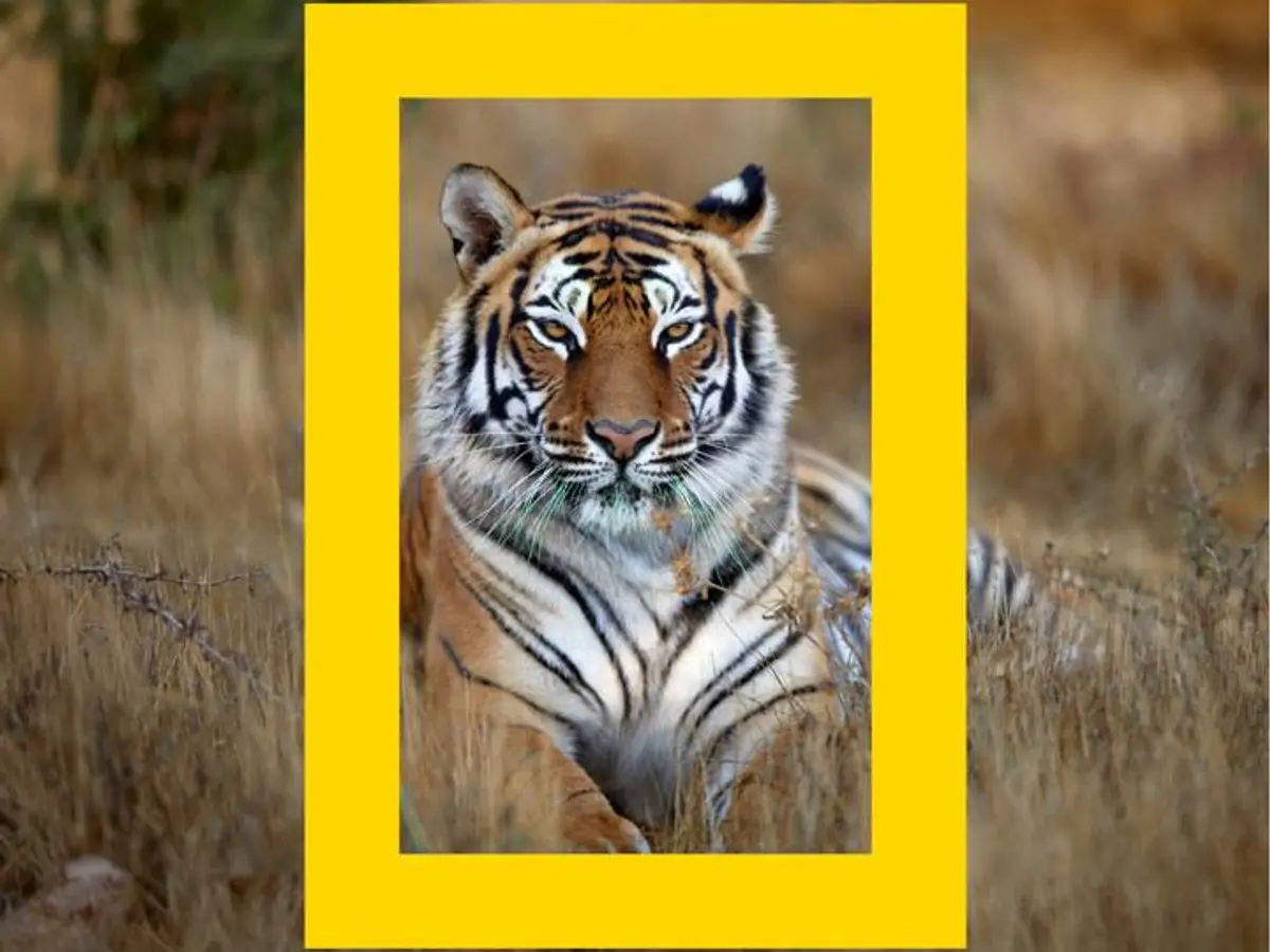 National Geographic Celebrates 138 Years of Storytelling