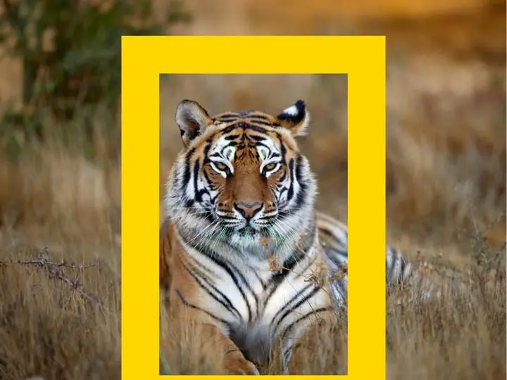 National Geographic’s 138-year legacy in must-watch shows: Cheetahs Up Close to Ocean with David Attenborough National Geographic’s 138-year legacy in must-watch shows: Cheetahs Up Close to Ocean with David Attenborough