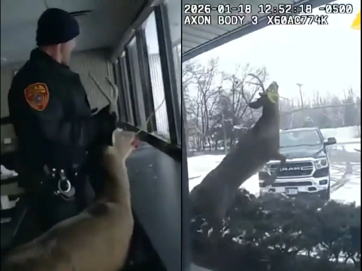 Watch | Deer breaks into New York bank, restrained and rescued by police Watch | Deer breaks into New York bank, restrained and rescued by police