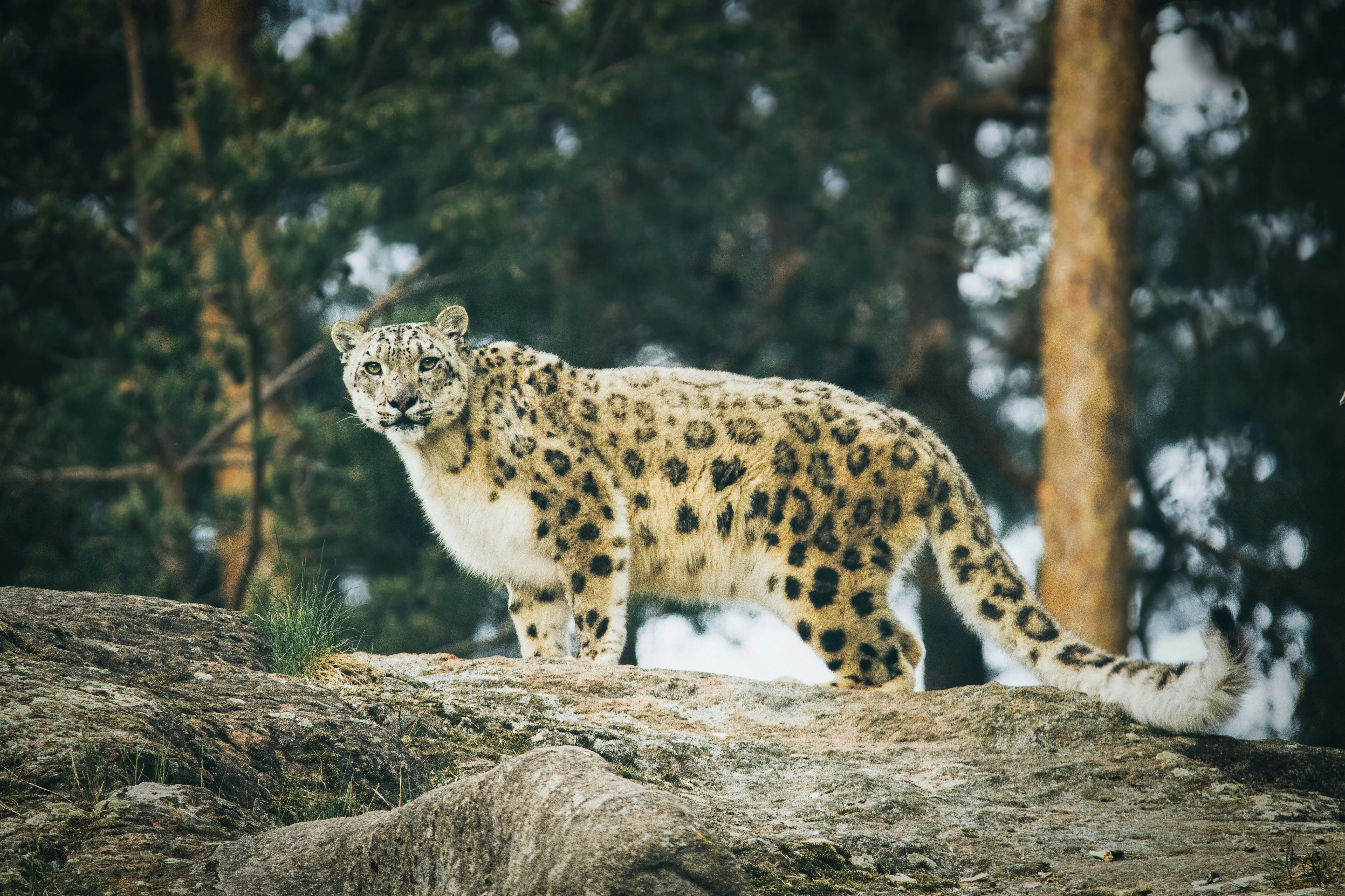 VIDEO: Snow leopard mauls skier who got within 10 feet of the beast for a photo in China