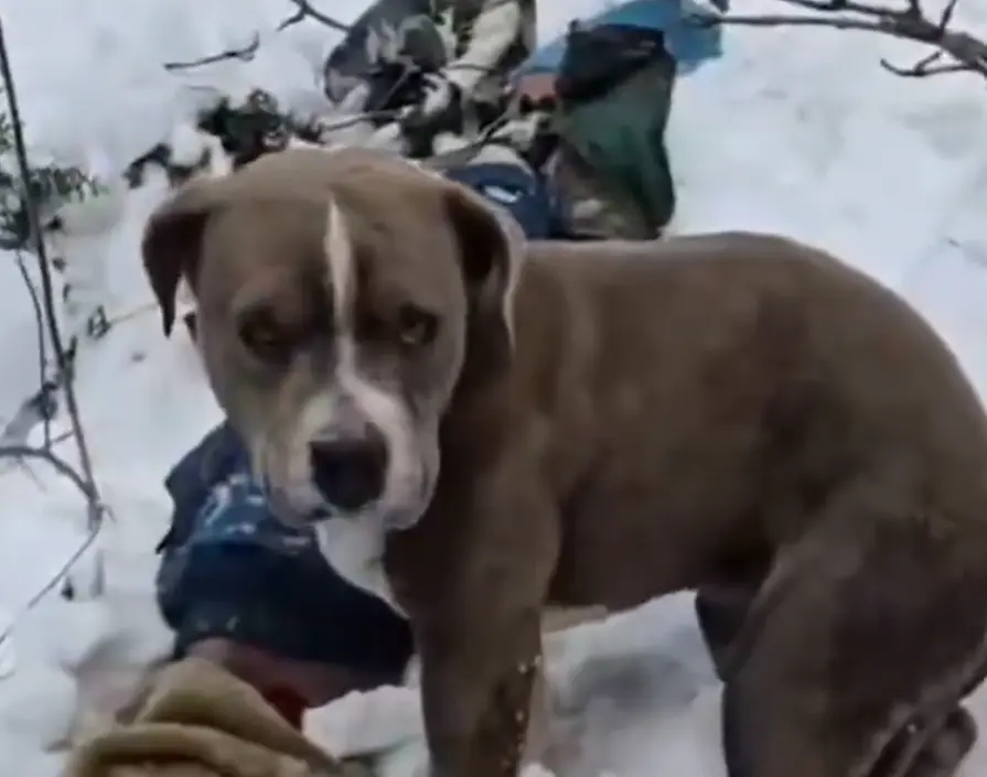 WATCH | Loyal till the end: Pitbull guards teen’s body for four days in Himachal snow