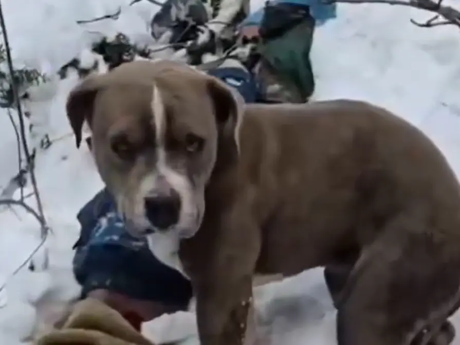 WATCH | Loyal till the end: Pitbull guards teen’s body for four days in Himachal snow WATCH | Loyal till the end: Pitbull guards teen’s body for four days in Himachal snow