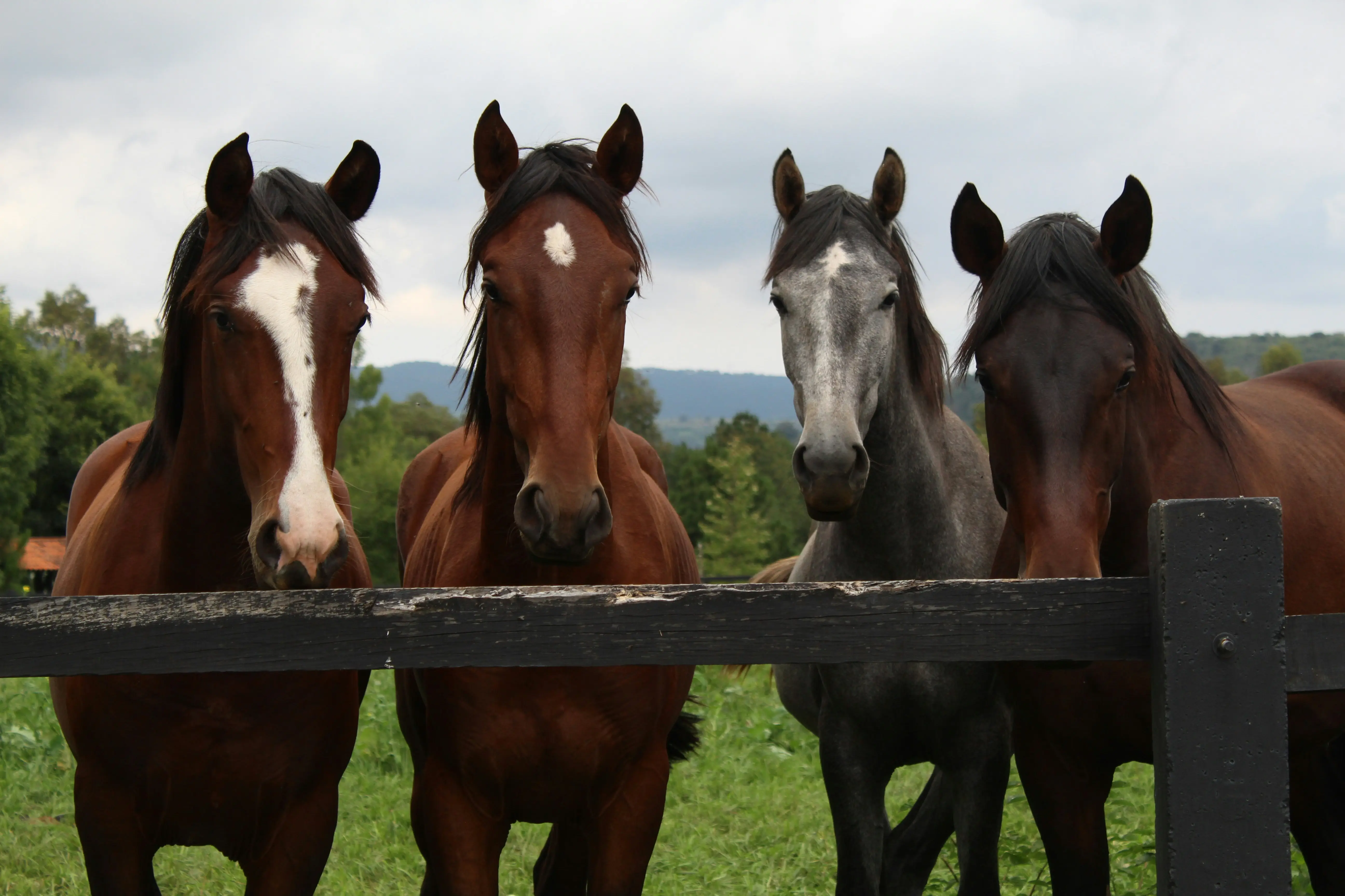 Blanket or no blanket? Horses are being given the choice to say no. Here is why