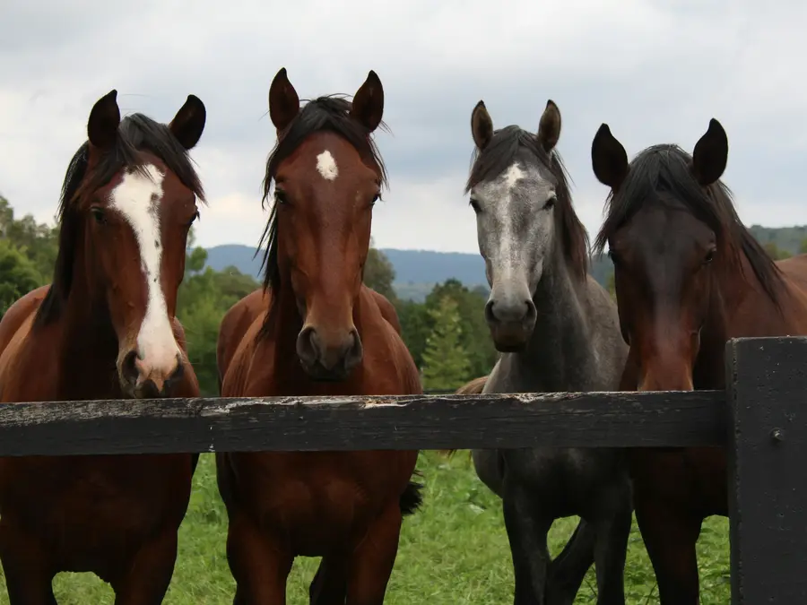 Blanket or no blanket? Horses are being given the choice to say no. Here is why