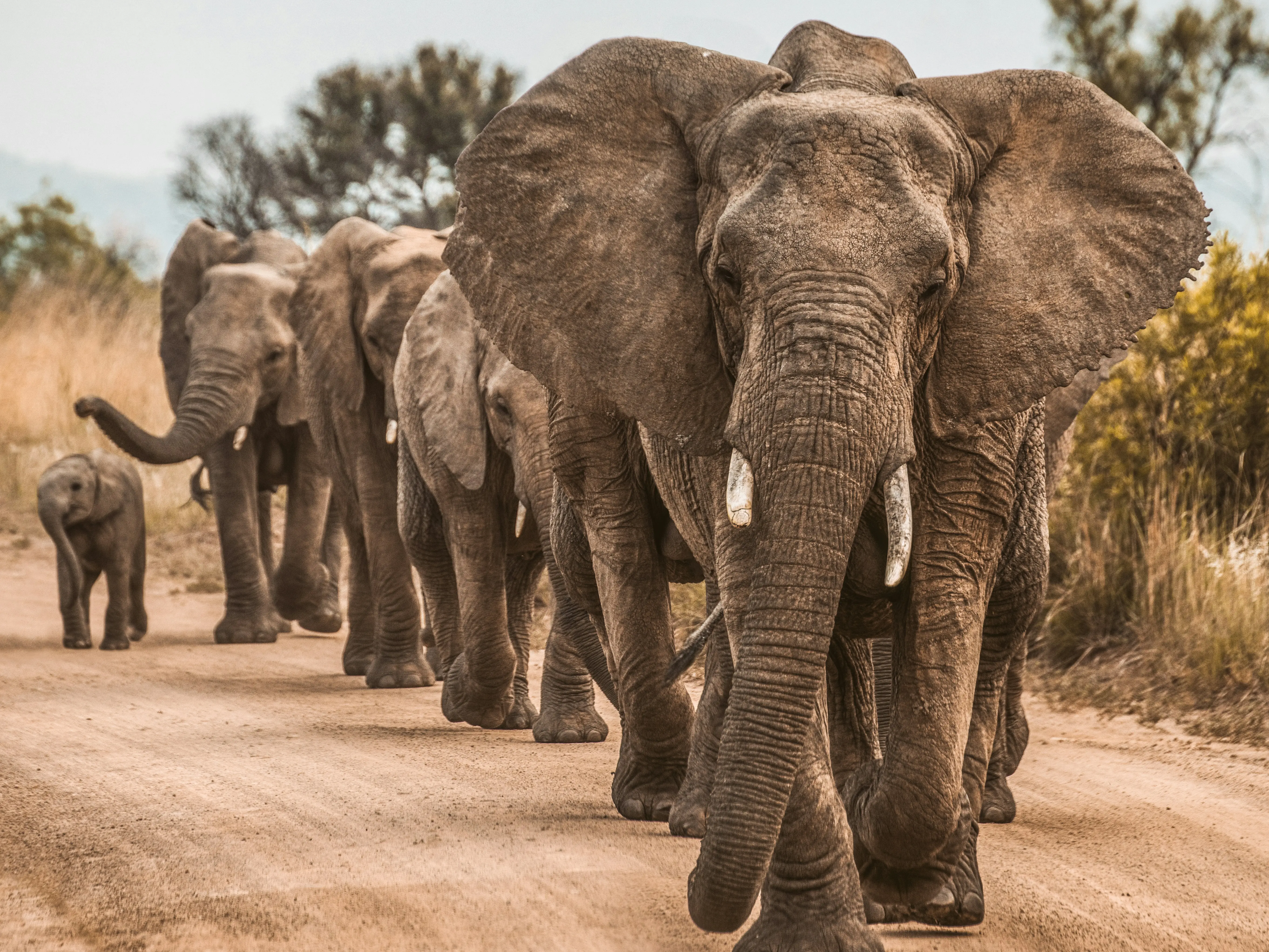 Here's what Thailand is using to curb growing wild elephant population Here's what Thailand is using to curb growing wild elephant population