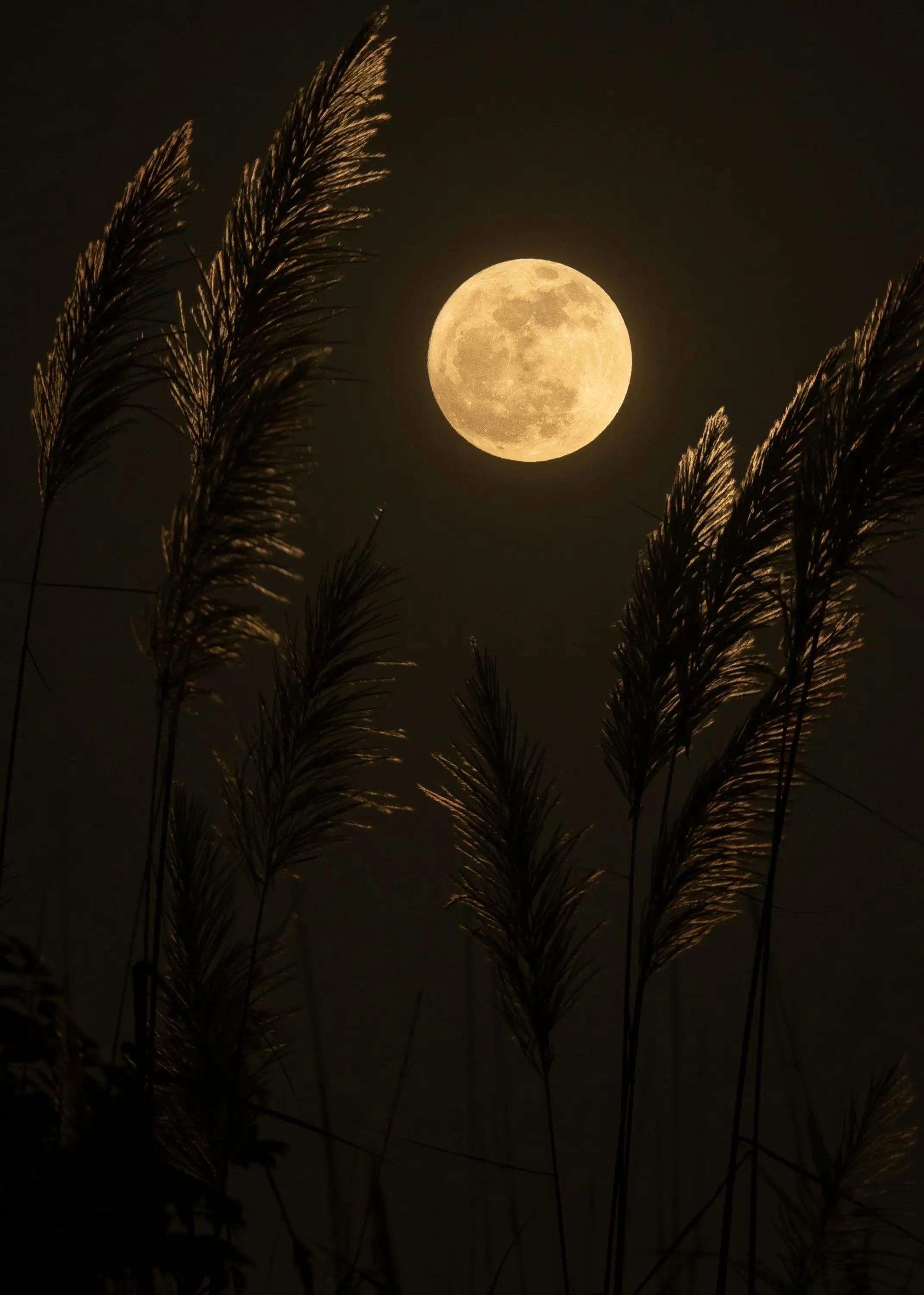 Regulus star will vanish behind Full Moon