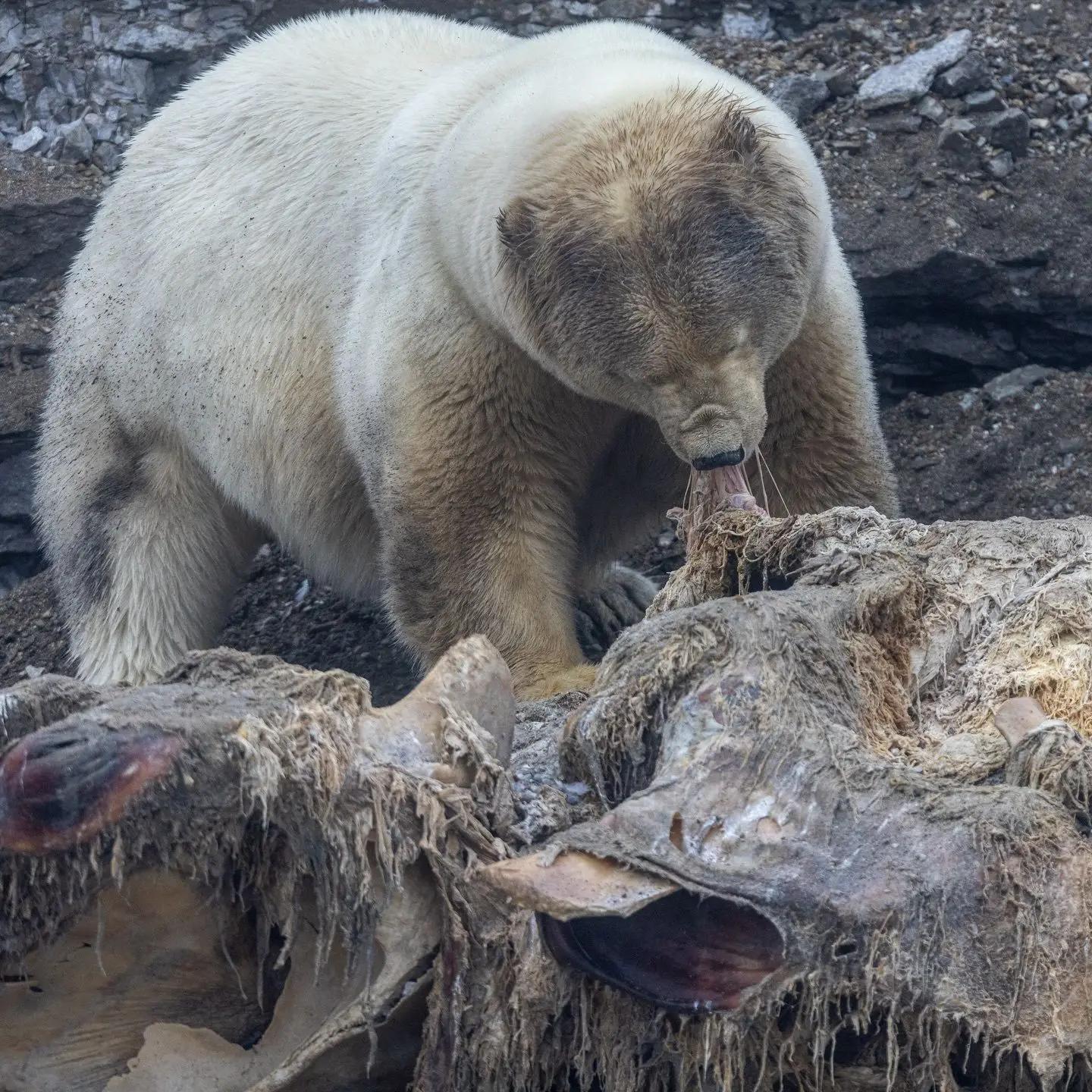 Polar bears in Norway found fat and healthy despite rapid Arctic ice loss