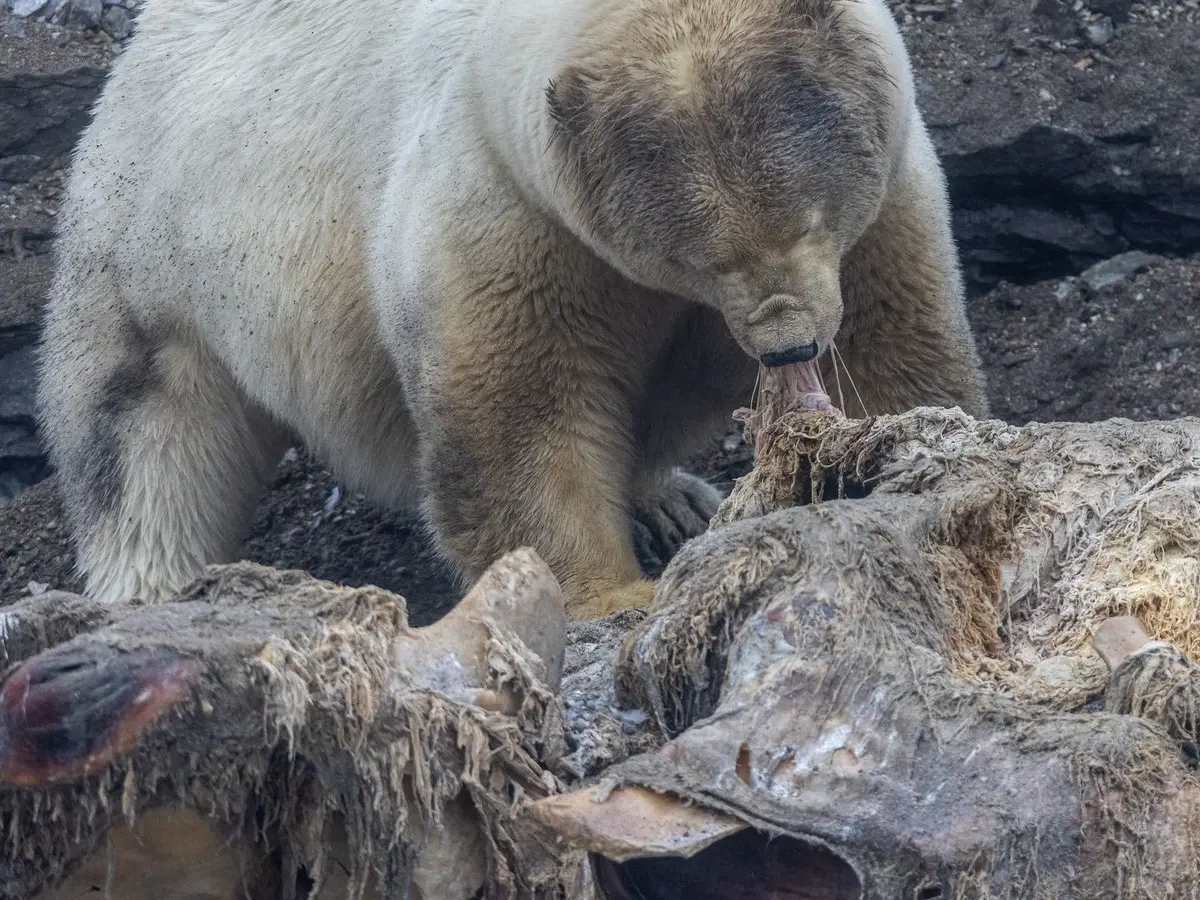 Polar Bears Thriving in Norway Despite Ice Loss