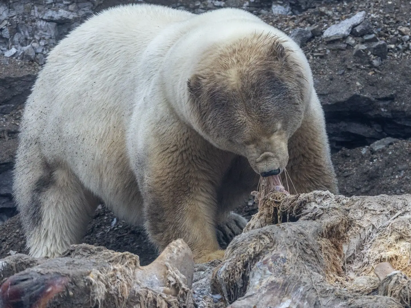 Polar bears in Norway found fat and healthy despite rapid Arctic ice loss Polar bears in Norway found fat and healthy despite rapid Arctic ice loss