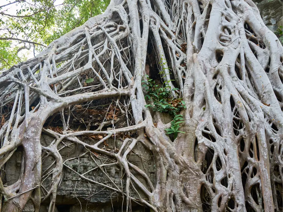 900-year-old Shiva temple cloaked by a banyan tree discovered in Tamil Nadu