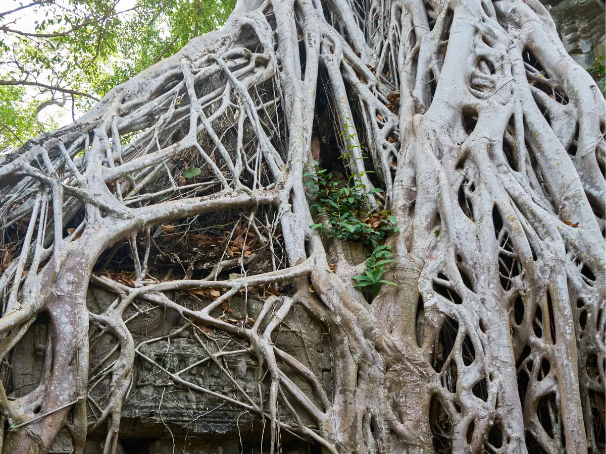 900-year-old Shiva temple cloaked by a banyan tree discovered in Tamil Nadu 900-year-old Shiva temple cloaked by a banyan tree discovered in Tamil Nadu