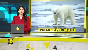 Polar Bears Bulk Up Big: Fatter Despite Ice Melt Miracle