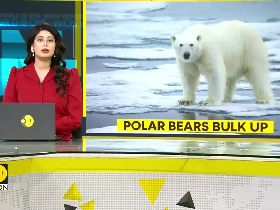 Polar Bears Bulk Up Big: Fatter Despite Ice Melt Miracle